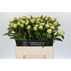 Paeonia Edens Temptation
