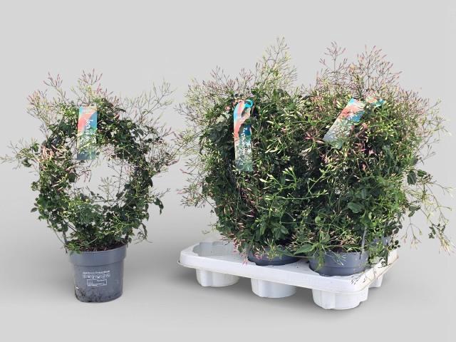 <h4>JASM POLYANTHUM WIT</h4>