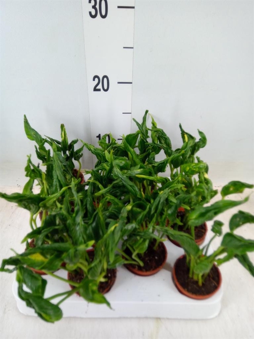 <h4>Epipremnum   ...</h4>