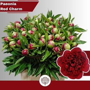PAEO RED CHARM
