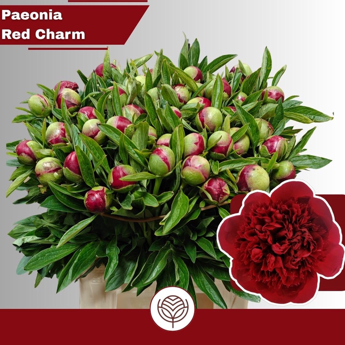 <h4>PAEO RED CHARM</h4>