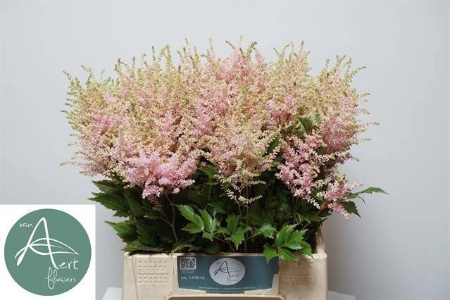 <h4>ASTIL JA EUROPA</h4>