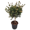 Callistemon Laevis Stem - 1091