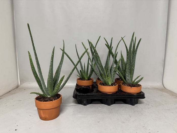 <h4>ALOE VERA</h4>
