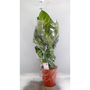 Dieffenbachia seg. 'Tropic Snow'