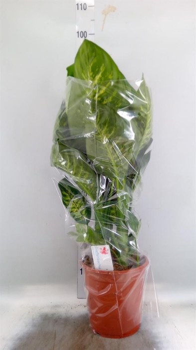 <h4>Dieffenbachia seg. 'Tropic Snow'</h4>