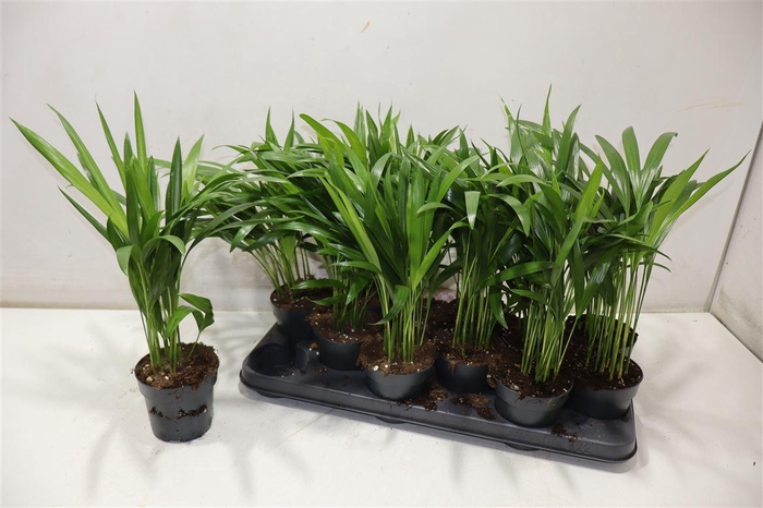 <h4>Dypsis Lutescens</h4>