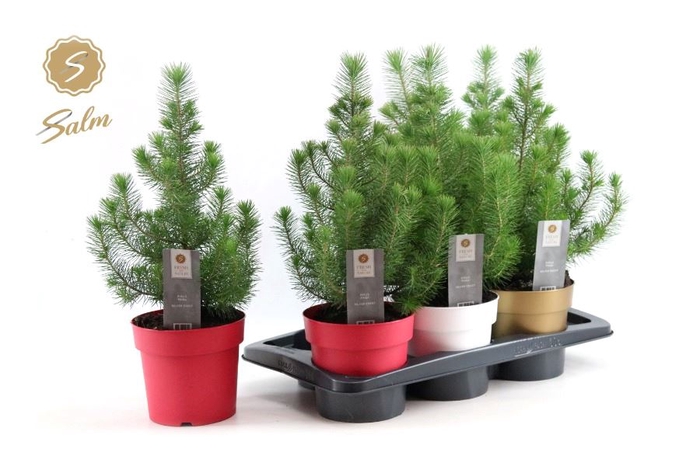 <h4>PINUS SILVER CREST</h4>