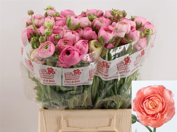 <h4>RAN EL PINK</h4>