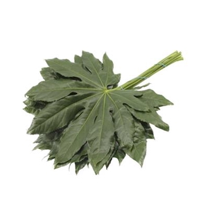 FATSIA JAPONICA BLAD