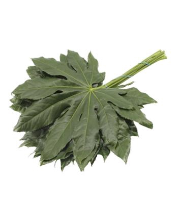 <h4>FATSIA JAPONICA BLAD</h4>