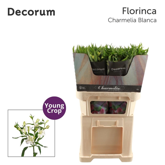 <h4>Alstroemeria Fl Charme Blanc</h4>