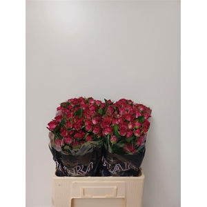 R Tr Cherry Blossoms