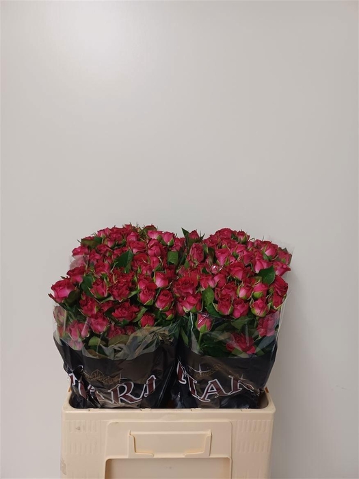 <h4>R Tr Cherry Blossoms</h4>