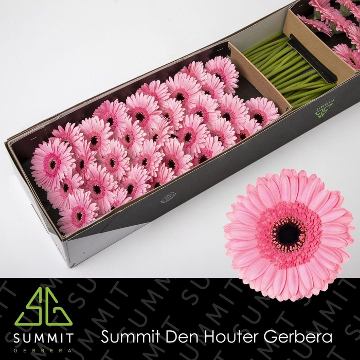 Gerbera mini 'Maeve'