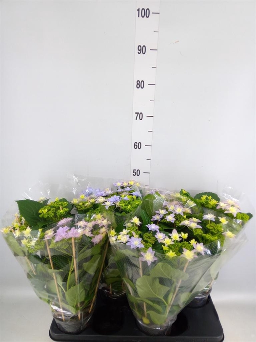 <h4>Hydrangea mac. 'Hovaria'</h4>