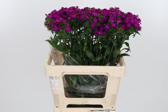 <h4>Di Barb Am Neon Purple</h4>