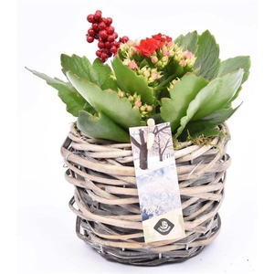 Wilg mand grijs 12cm