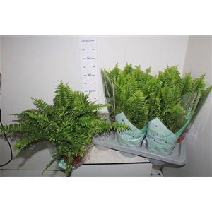 Nephr Ex Green Momen