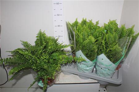 <h4>Nephr Ex Green Momen</h4>