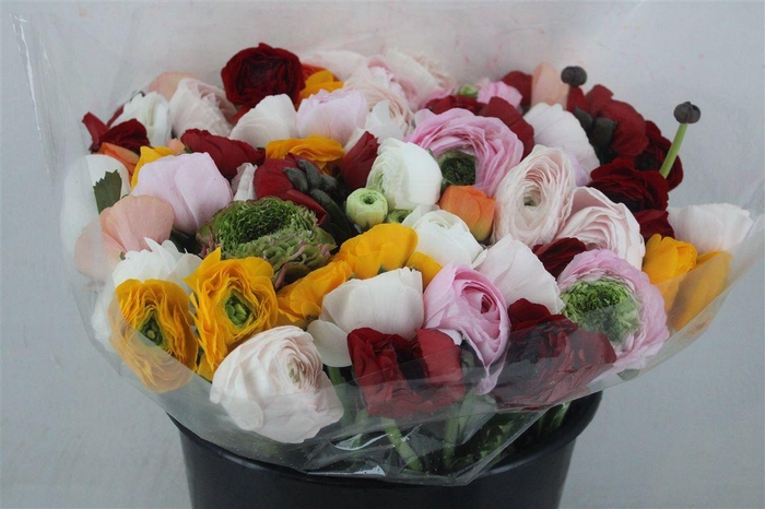 <h4>Ran Cloni Ex Mix</h4>