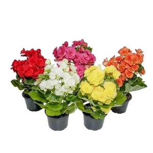 BEGONIA P11