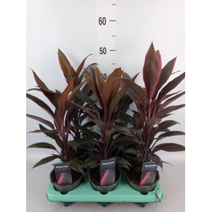 Cordyline fruti. 'Tango'