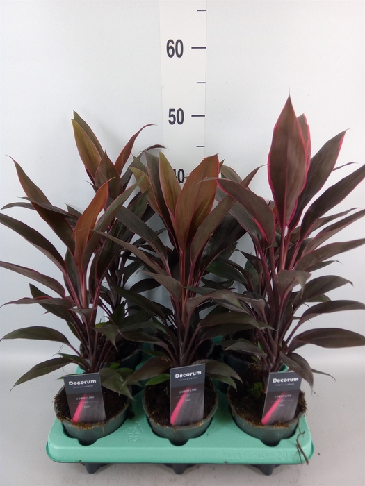<h4>Cordyline fruti. 'Tango'</h4>