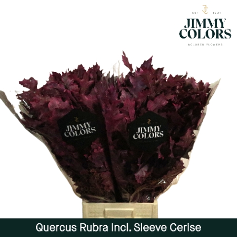 Quercus Rubra sleeve L80 Klbh. Cerise