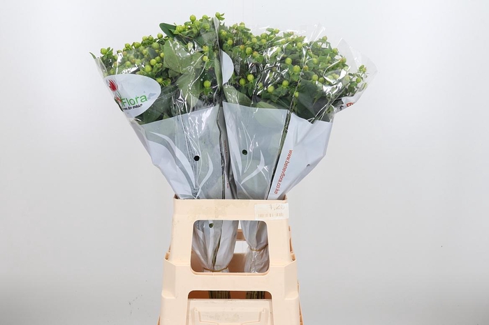 <h4>Hyp Mag Green</h4>