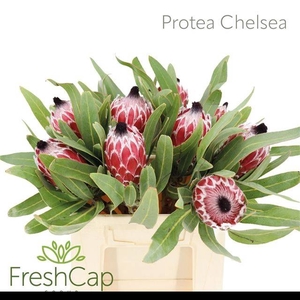 PROTEA AURORA