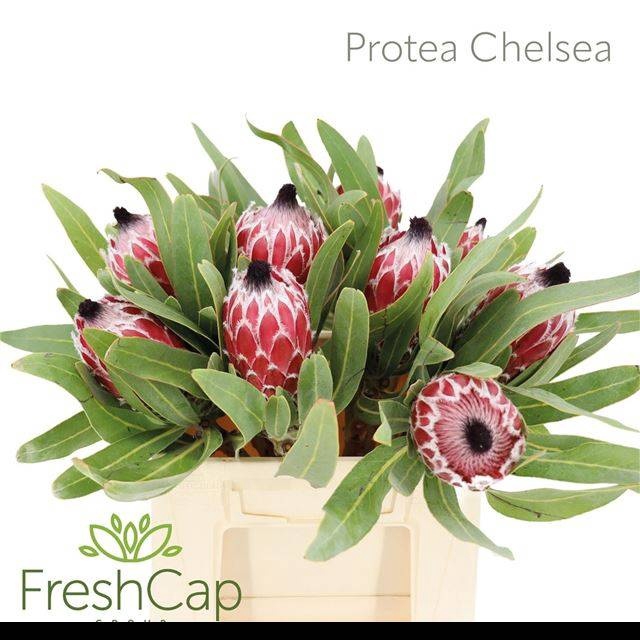 <h4>PROTEA AURORA</h4>
