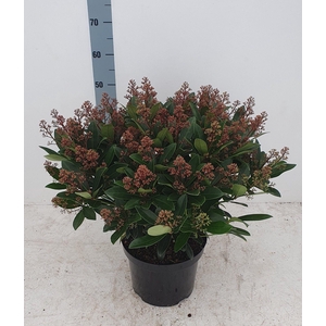 Rubella 26 cm 55+ bloem