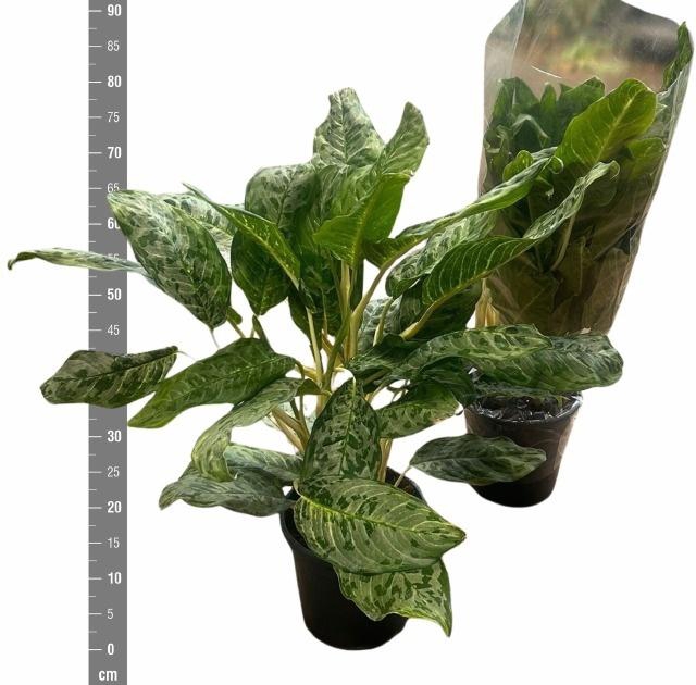 <h4>AGLAO PEACOCK</h4>