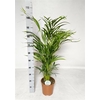 Dypsis Lutescens