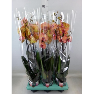 Phalaenopsis   ...