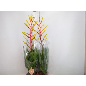 Tillandsia  'Luminosa'