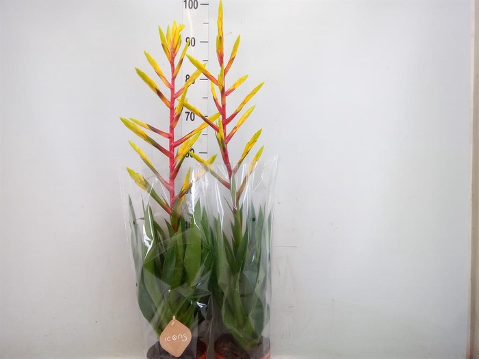 <h4>Tillandsia  'Luminosa'</h4>