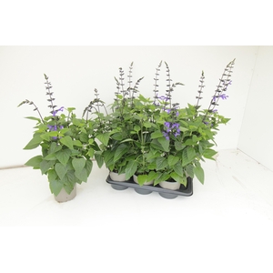 SALVIA BLACK & BLOOM