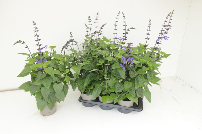 <h4>SALVIA BLACK & BLOOM</h4>