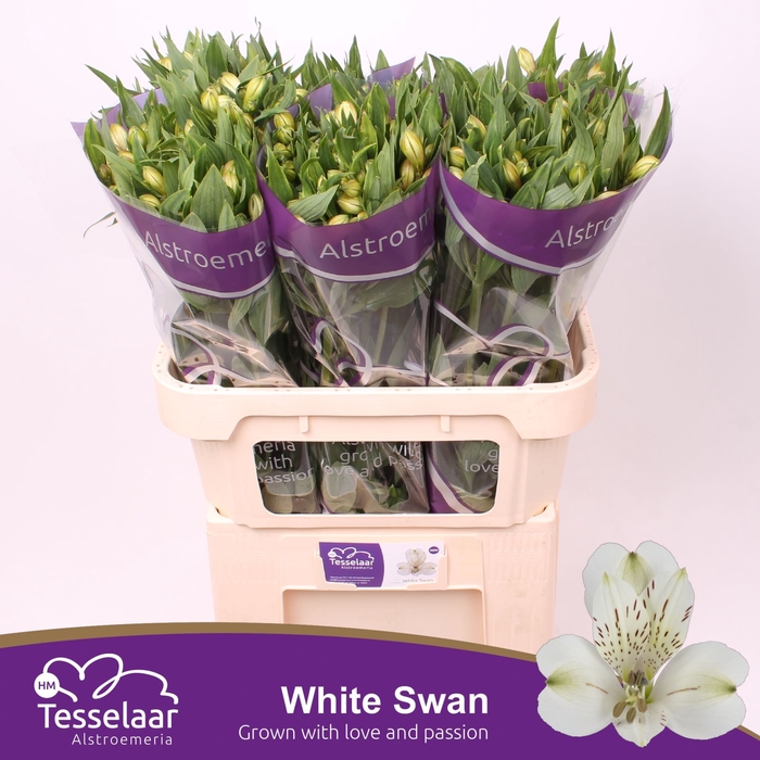 <h4>Alstroemeria White Swan</h4>