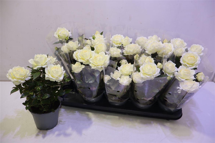 <h4>arr8 Ro Lotz Of White</h4>