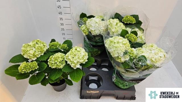 <h4>HYDR M MERLIN</h4>