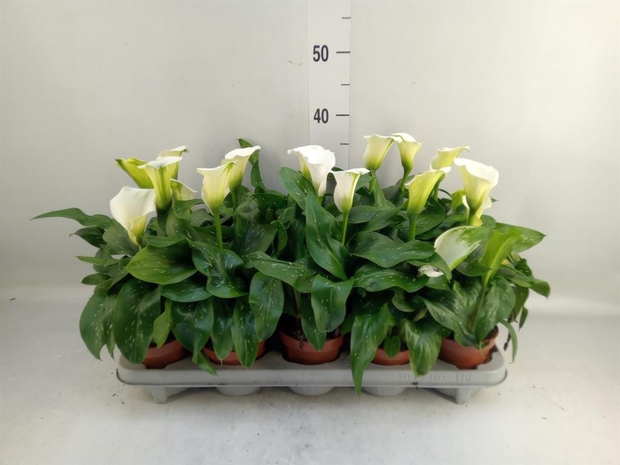 <h4>Zantedeschia 'Captain Fresco'</h4>