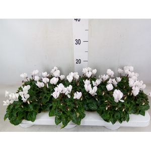 Cyclamen KL 'Midori'