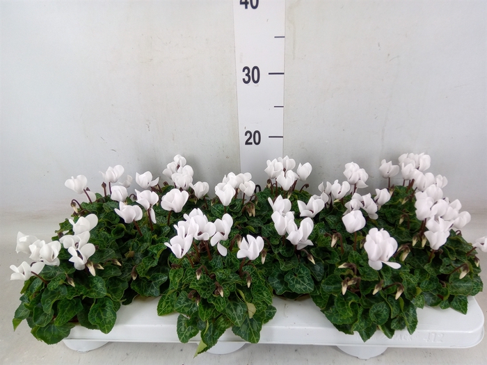<h4>Cyclamen KL 'Midori'</h4>