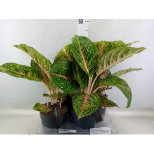 Aglaonema   ...