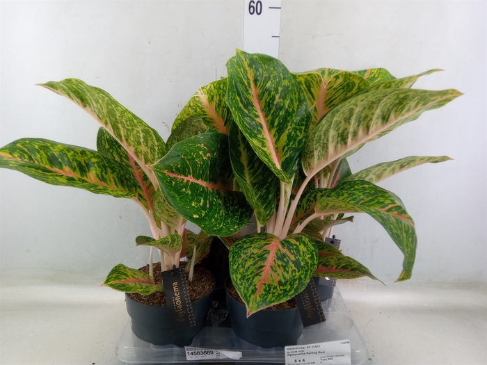 <h4>Aglaonema   ...</h4>