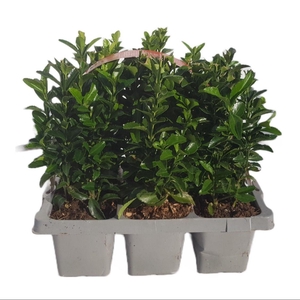 Euonymus japonicus 'Green Spire' 6-pack