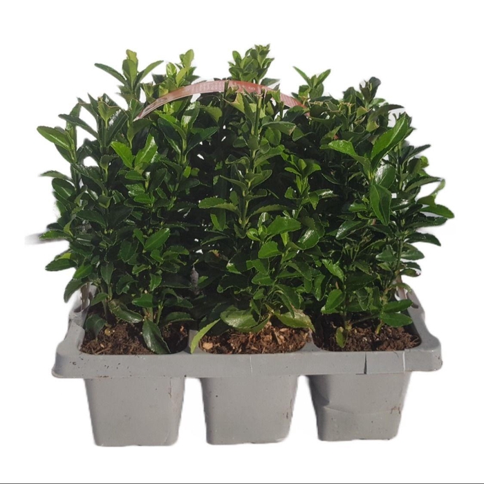 <h4>Euonymus japonicus 'Green Spire' 6-pack</h4>